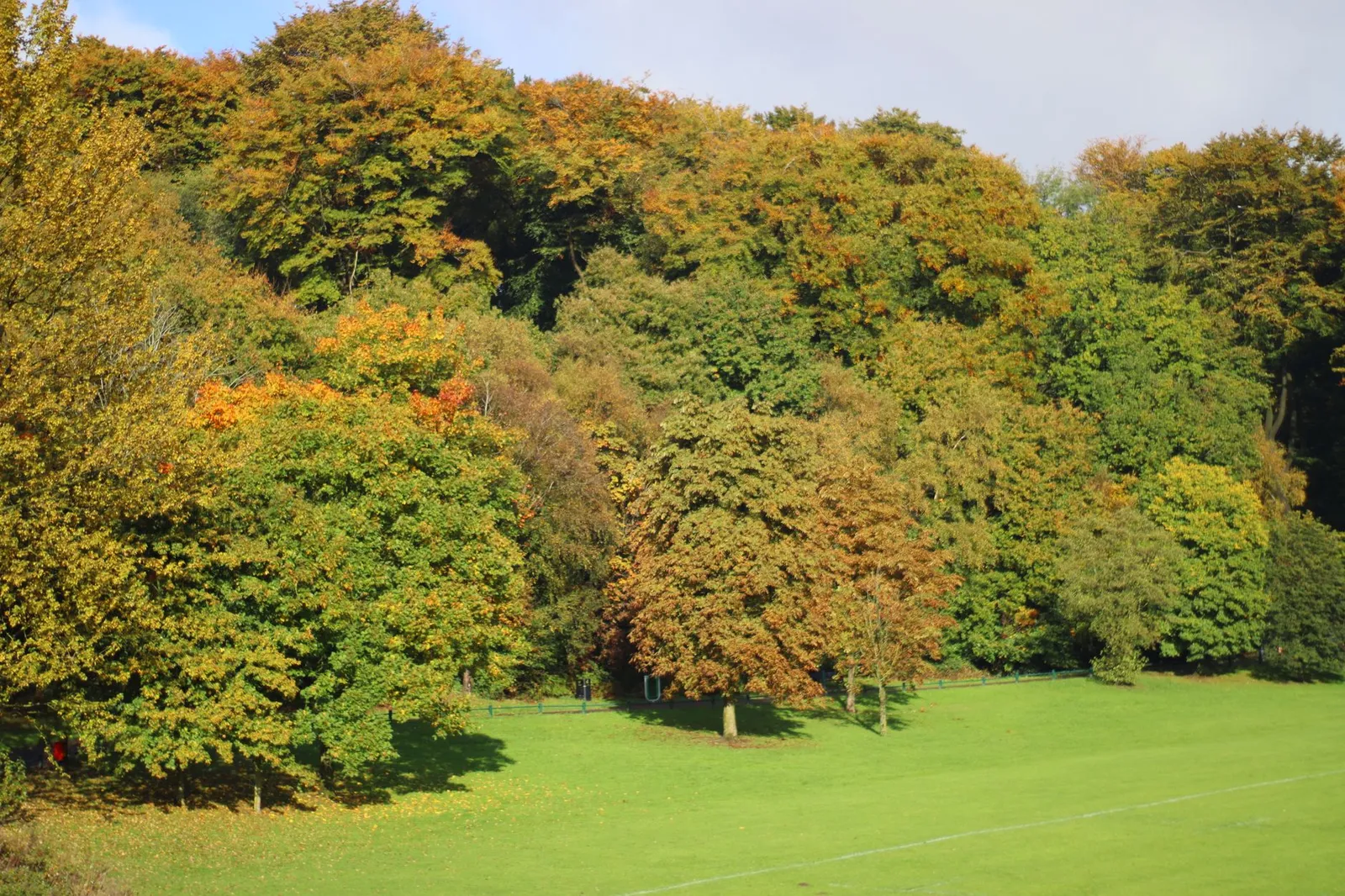 Vibrant autumn foliage in an English park, showcasing colorful trees in fall season.