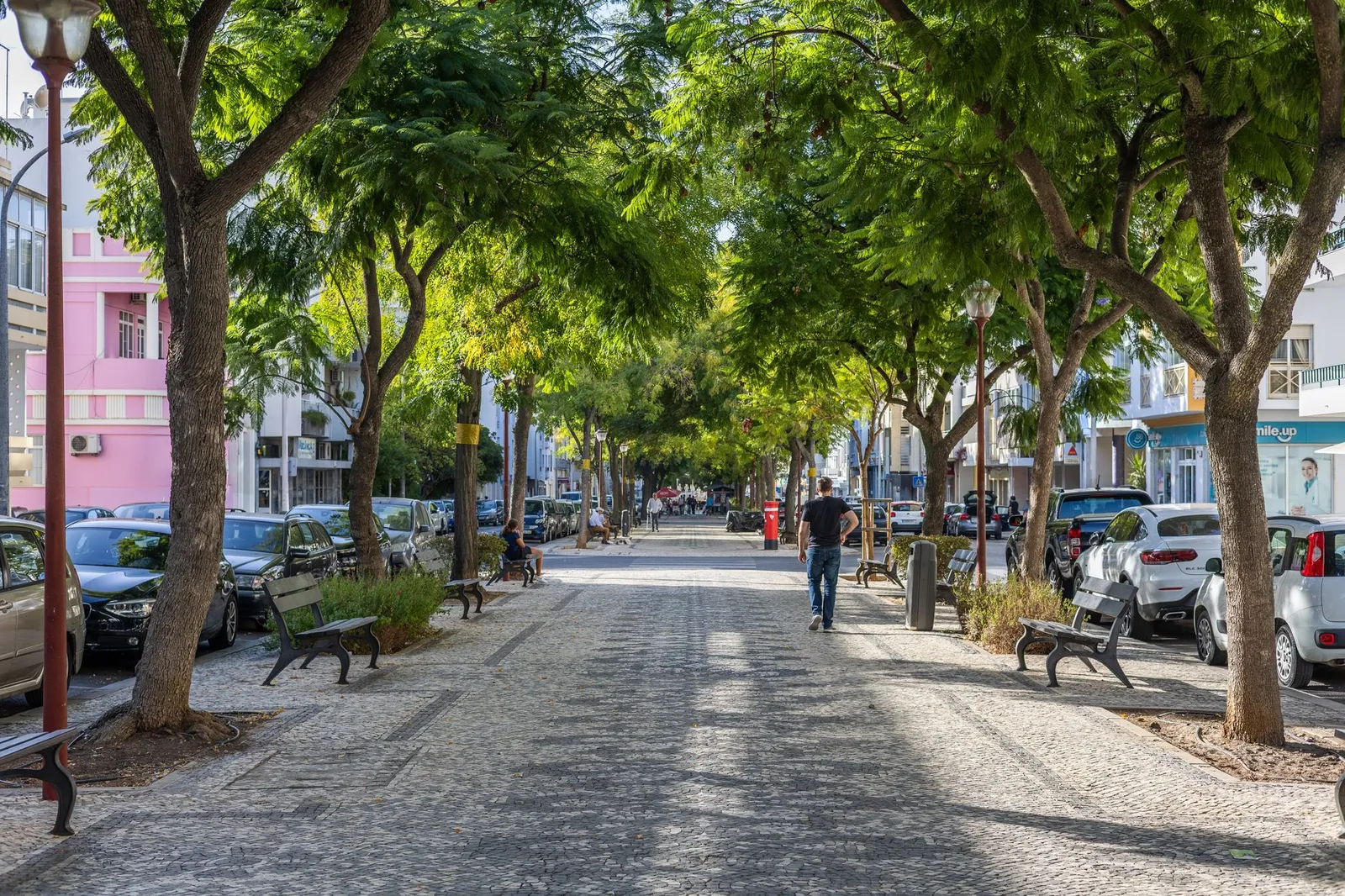 Scenic tree-lined street in Loulé, Portugal, offering a picturesque outdoor setting.