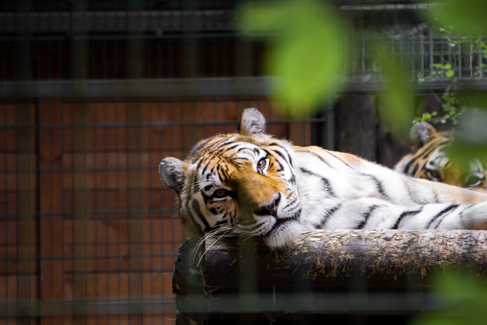 A Bengal tiger rests in a zoo enclosure in Gdańsk, captured in a candid portrait.
