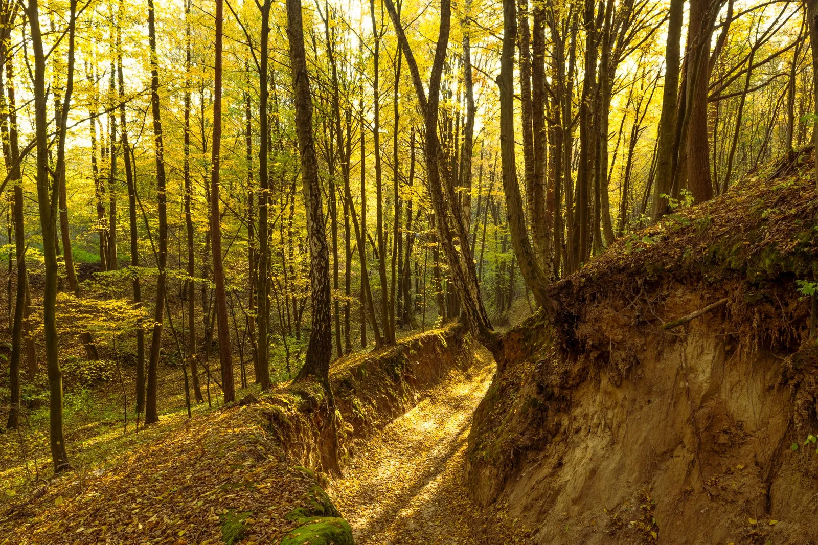 Beautiful autumn forest scene in Kazimierz Dolny with sunlight filtering through the trees.