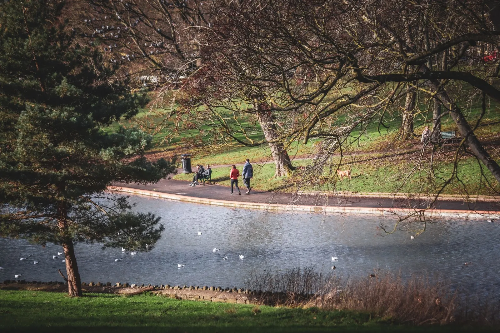 People enjoying a leisurely walk by a pond in a Bristol park. Scenic view with trees and ducks.