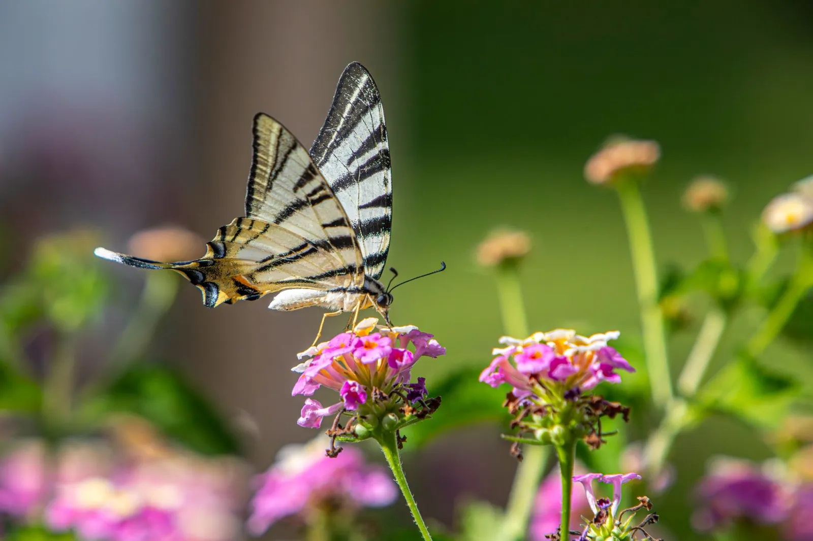 Close-up of a Scarce Swallowtail (Iphiclides podalirius) enjoying colorful flowers in Faliraki, Greece.