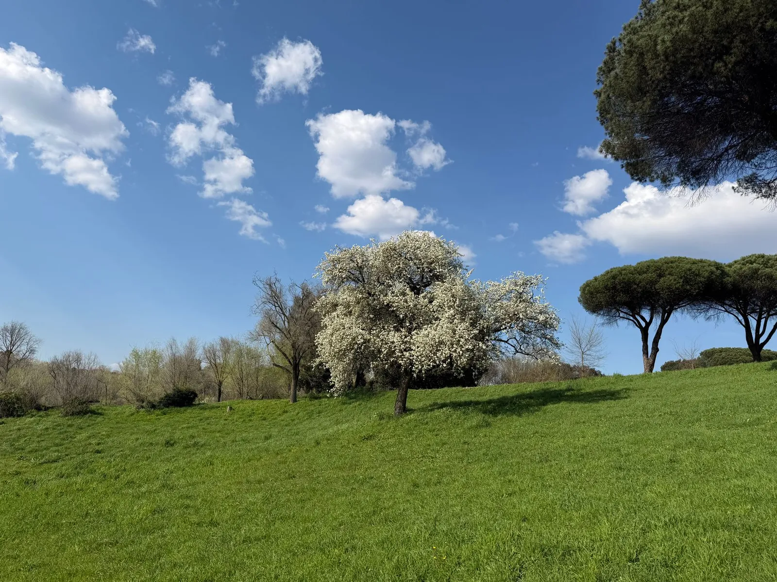 A beautiful spring scene of a blooming tree under a vibrant blue sky in Rome, Italy.