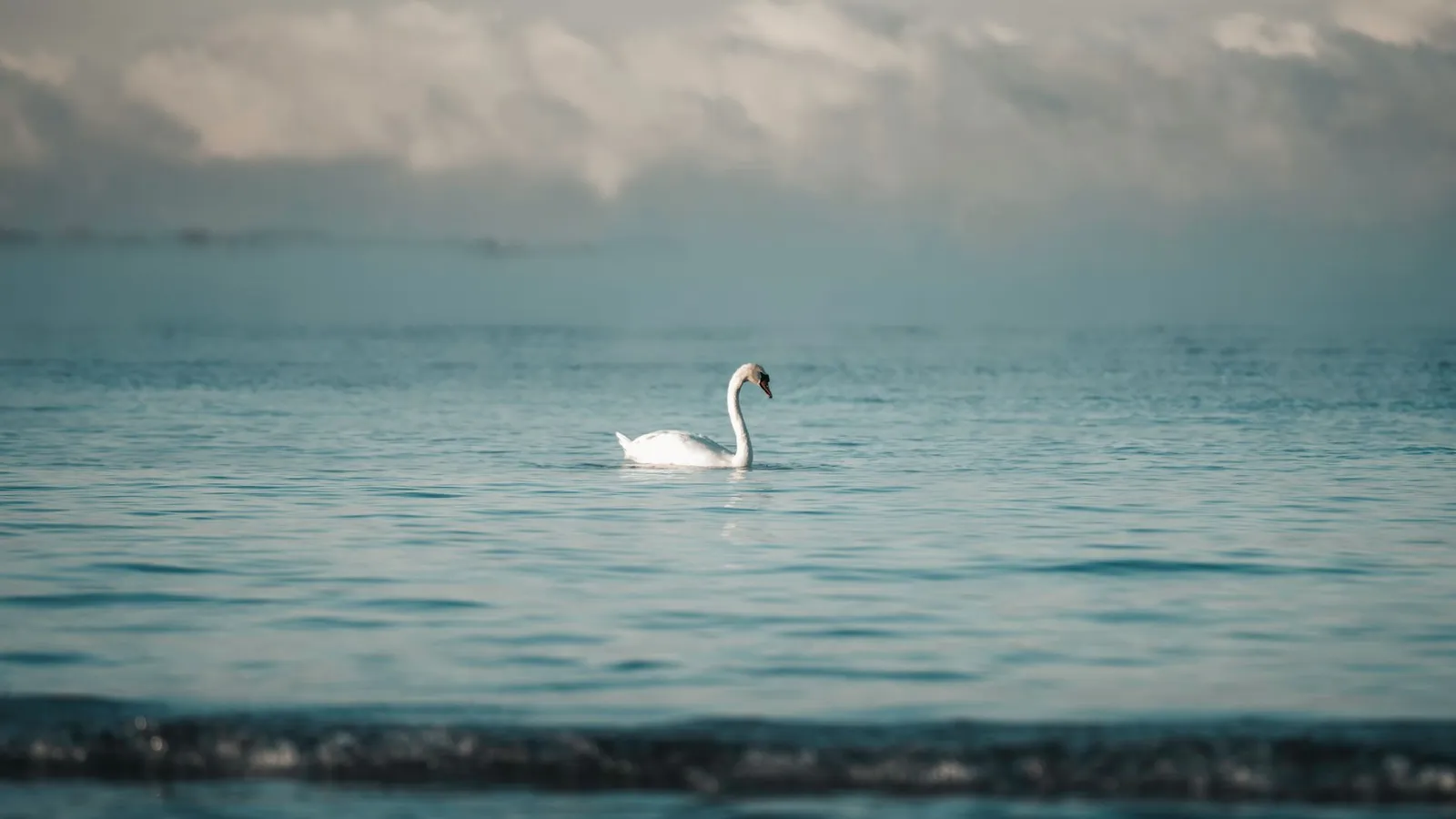 A serene scene of a mute swan swimming in the calm waters of Pirita, Estonia.